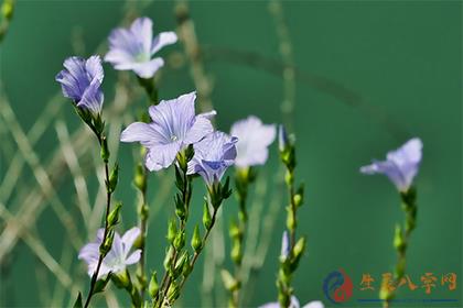 生辰八字网