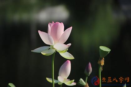 生辰八字网