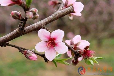 生辰八字网